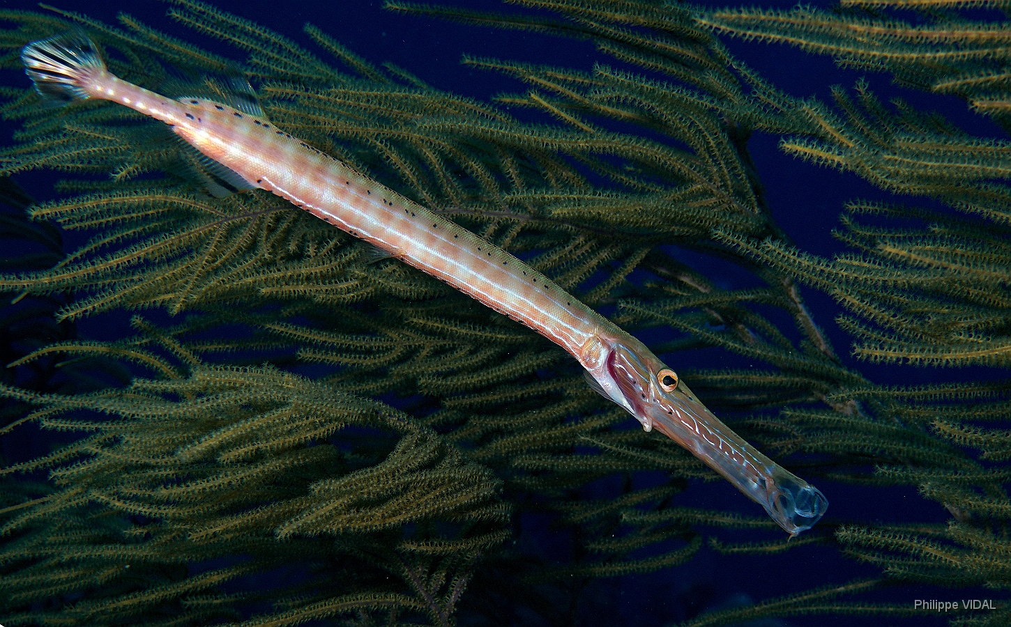 MediaEarth - Bahamas 2017 - DSC02299_rc - Trumpetfish - poisson trompette - Aulostomus maculatus .jpg